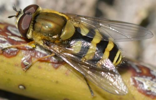 Réf. 279 047 : Syrphus vitripennis